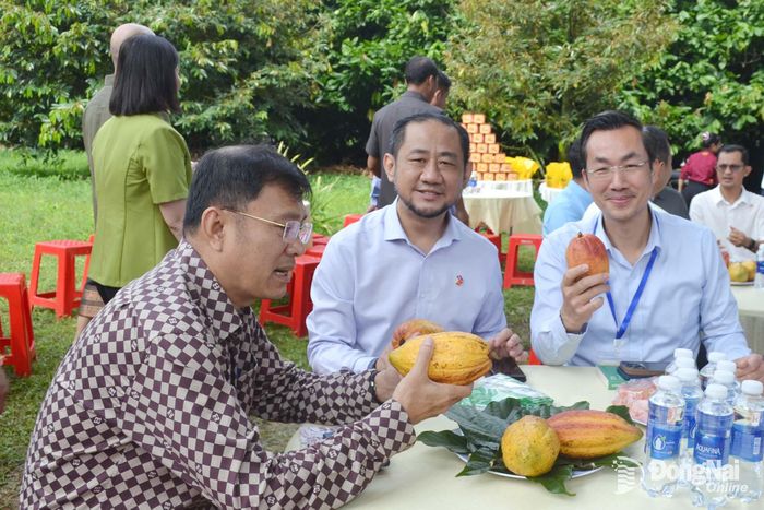 Đoàn cán bộ lãnh đạo trẻ 3 Đảng: Việt Nam - Lào - Campuchia trải nghiệm mô hình trồng ca cao ở xã Hưng Thịnh. Ảnh: Phương Hằng