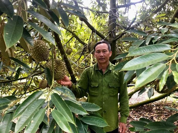 Ông Lê Quang Giang (thôn 2, xã Ia Phí) chăm sóc vườn sầu riêng, chú trọng dinh dưỡng để nâng chất lượng quả. Ảnh: L.N