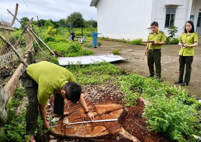 Lực lượng Kiểm lâm khu vực Chư Sê tiến hành đo đạc, kiểm kê cây xanh bị chặt hạ tại trụ sở UBND xã Hbông (cũ), nay là xã Ia Hrú. Ảnh: M.P