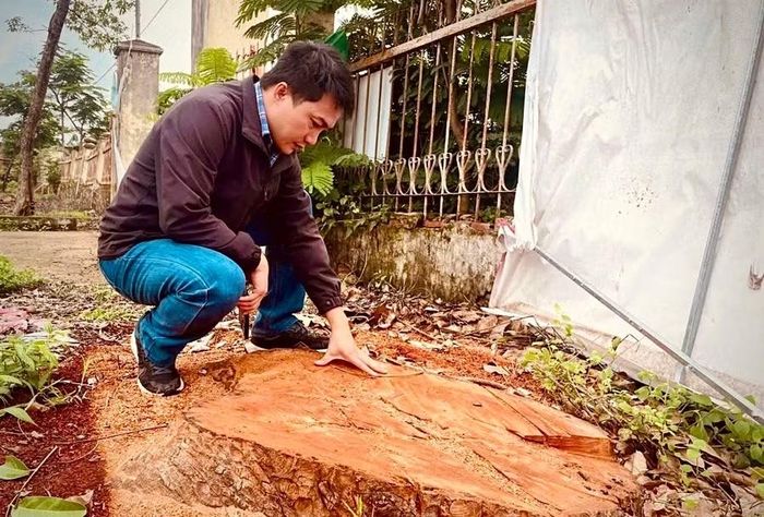 Nhiều cây xà cừ tại khuôn viên trụ sở UBND xã Hbông (cũ), nay là xã Ia Hrú bị cưa hạ. Ảnh: M.P