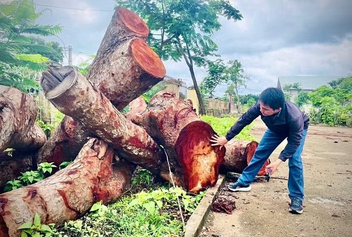 Các tổ chức, cá nhân liên quan đến vụ chặt 15 cây tại trụ sở UBND xã Hbông (cũ) chỉ bị đề nghị hình thức “phê bình, rút kinh nghiệm sâu sắc”. Ảnh: M.P