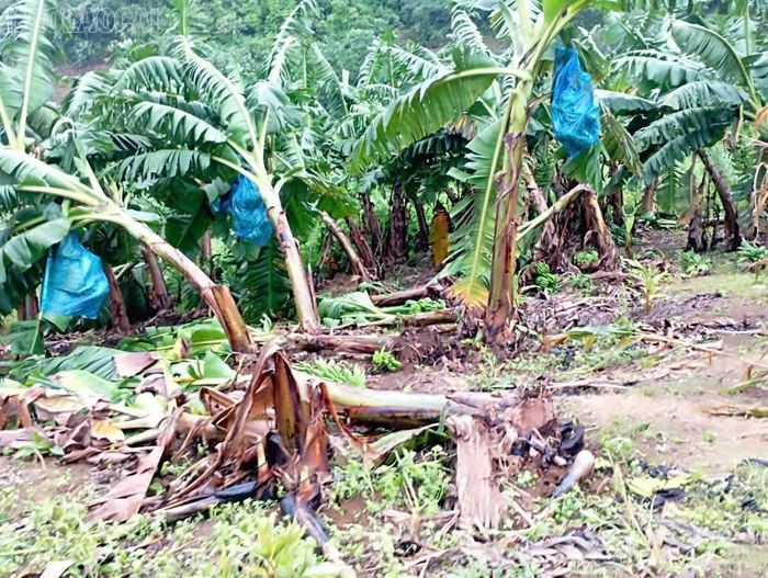 Một phần diện tích trồng chuối bị thiệt hại sau trận giông lốc.