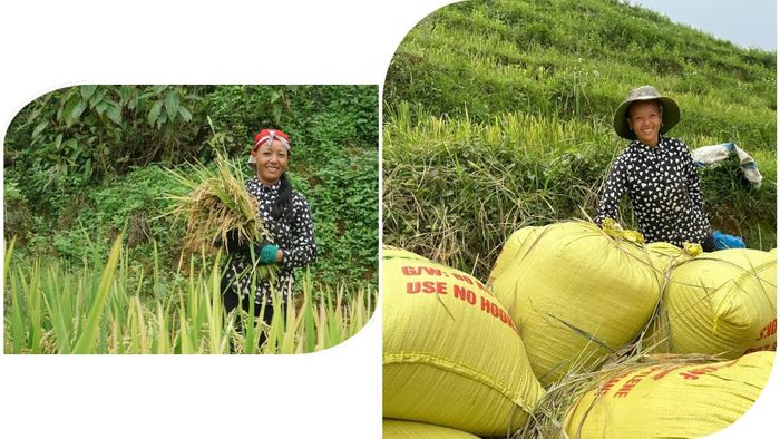 Niềm vui được mùa lúa của chị Pết.