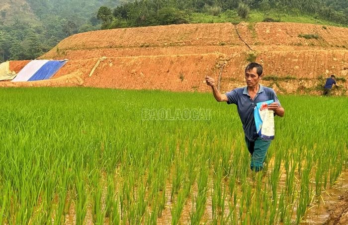 Đảng viên Phàn Phủ Kiêm là người tiên phong trồng lúa 2 vụ trên ruộng bậc thang ở thôn Trát.