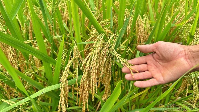 Giống lúa nếp cái hoa đỏ mang đến luồng sinh khí mới, giúp người dân thôn Trát có nguồn thu nhập cao hơn.