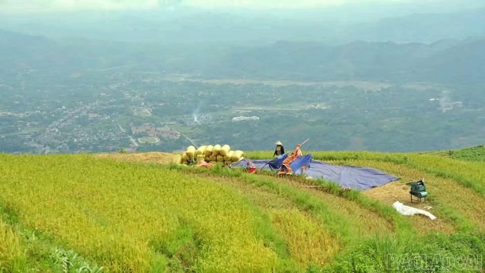 Những mùa vàng đem về no ấm cho người dân thôn Trát.