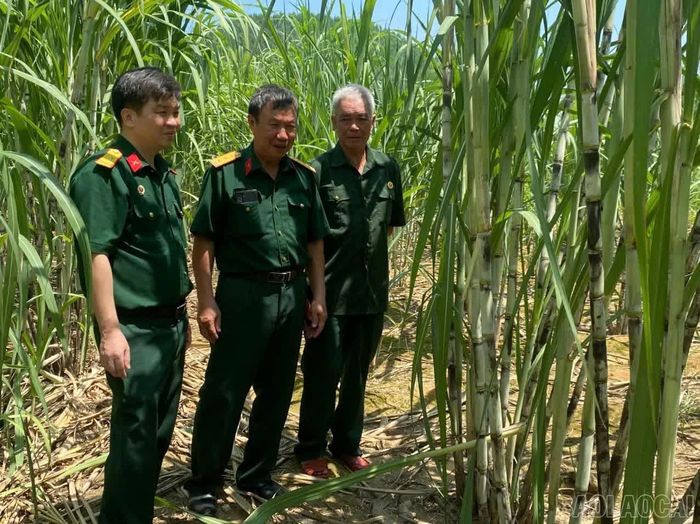 Trồng cây mía mang lại nguồn thu 100 triệu đồng mỗi năm của cựu chiến binh Đào Xuân Thành, thôn 6 xã, Yên Bình.