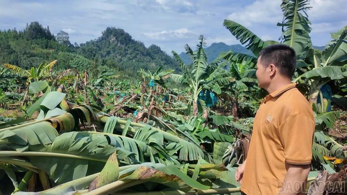 Người nông dân xót xa nhìn thành quả lao động bị mất trắng.