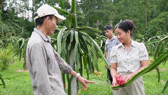 Diện tích thanh long của nhà anh Nghị cho thu hoạch đều, mỗi năm bán ra thị trường hàng tấn quả.