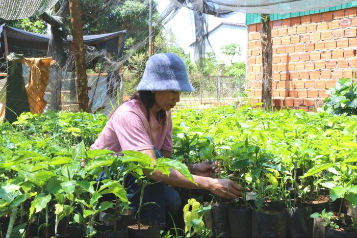 Nhiều hộ đồng bào dân tộc thiểu số xã Thuận An (Lâm Đồng) vẫn mong mỏi nguồn vốn hỗ trợ thông qua mô hình sinh kế để nâng cao thu nhập