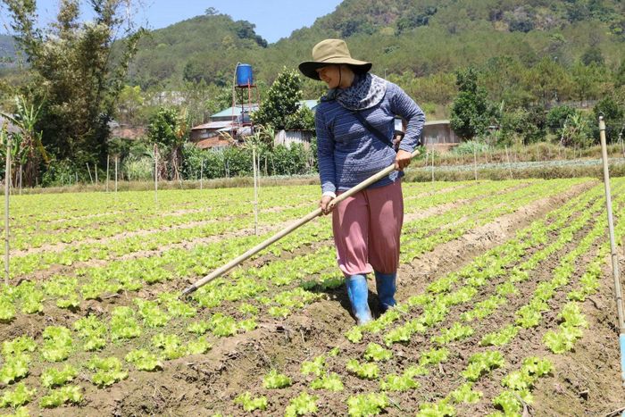 Phụ nữ dân tộc thiểu số tại Lâm Đồng đang ngày càng khẳng định vai trò trong phát triển kinh tế gia đình và địa phương