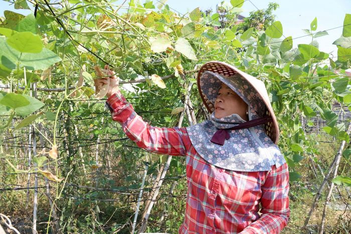 Bình quân mỗi năm, hoạt động sản xuất nông nghiệp của gia đình chị Ma Hên, xã Đức Trọng (Lâm Đồng) mang lại nguồn thu khoảng 350 triệu đồng