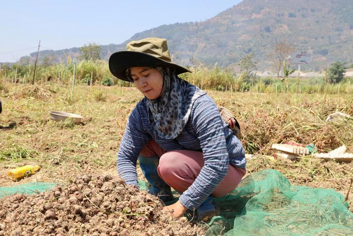 Chị K'Hàn, xã Hiệp Thạnh (Lâm Đồng) có nguồn thu nhập ổn định nhờ sự siêng năng, cần cù, ham học hỏi và áp dụng nhiều biện pháp khoa học kỹ thuật vào sản xuất nông nghiệp