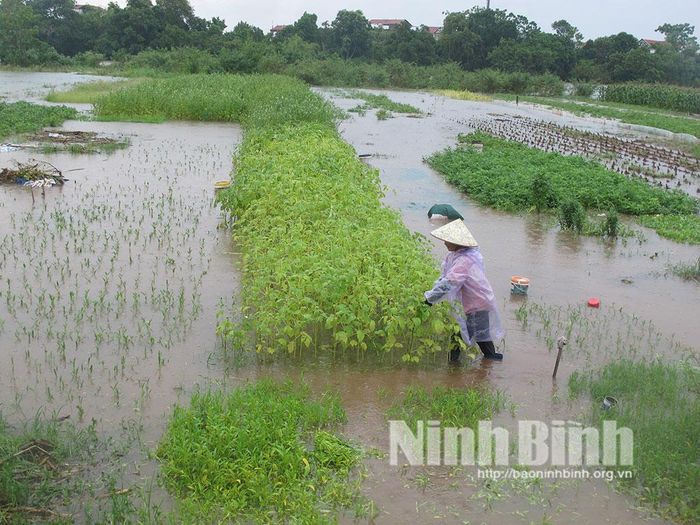 Người dân vùng bãi ven sông Đáy thuộc phường Lý Thường Kiệt thu hoạch rau màu chạy lũ.