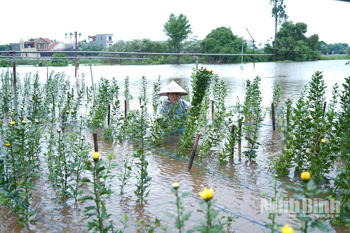2 sào hoa cúc của gia đình chị Lại Thị Thanh Hồng nằm ngoài đê Phù Vân đã ngập sâu trong nước.
