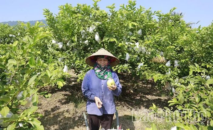 Ổi trồng trên đồng đất thôn 23 Hoàng Xá có mẫu mã đẹp, chất lượng cao, được thị trường ưa chuộng.