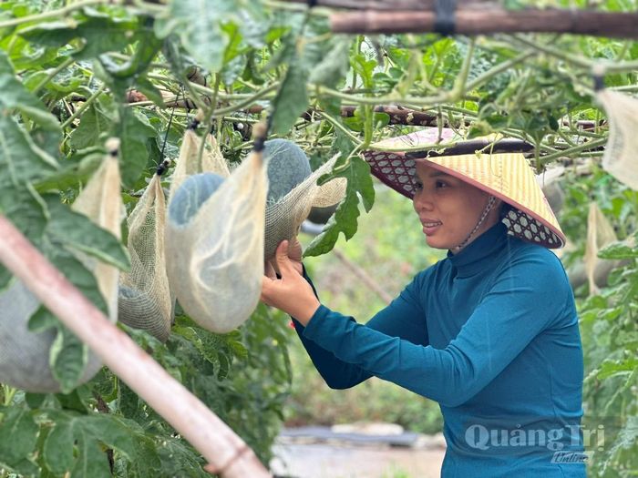 Nhờ được tiếp cận nguồn vốn vay ưu đãi, chị Trần Hoài Thương, ở thôn Gio Quang có thêm điều kiện phát triển mô hình kinh tế của gia đình - Ảnh: P.K