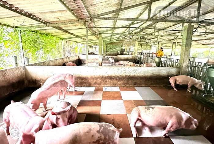 Mô hình trang trại chăn nuôi của chị Trần Thị Huế, ở thôn Hà Thượng ngày càng được đầu tư mở rộng nhờ được tiếp cận nguồn vốn vay ưu đãi - Ảnh: P.K