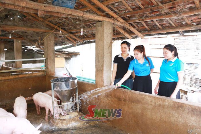 Hội viên hội phụ nữ xã Phiêng Pằn phát triển mô hình chăn nuôi.