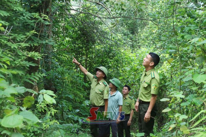 Cán bộ Hạt kiểm lâm khu vực I và nhân dân tiểu khu Phiêng Nèn, xã Quỳnh Nhai tuần tra bảo vệ rừng.