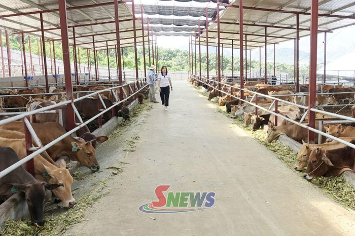Mô hình nuôi bò nhốt chuồng tại xã Mai Sơn.