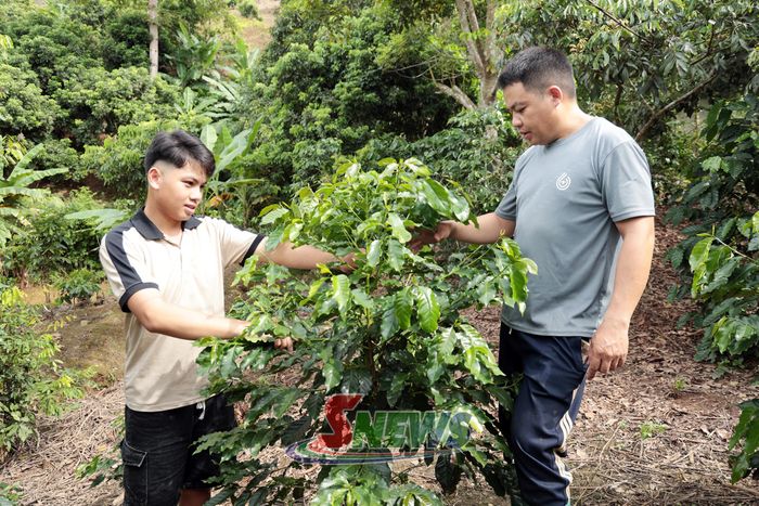 Nhiều hộ trong bản lựa chọn trồng cà phê để phát triển kinh tế gia đình.