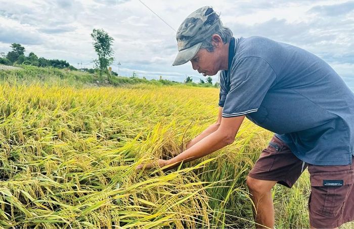 Những giống lúa ngắn ngày được đưa vào những chân ruộng trũng cho năng suất cao.