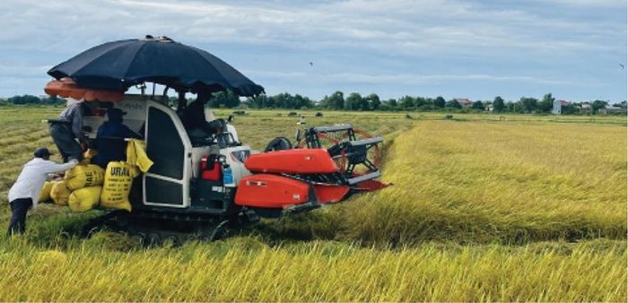 Máy gặt liên hợp hoạt động hết công suất, đẩy nhanh tiến độ thu hoạch lúa.