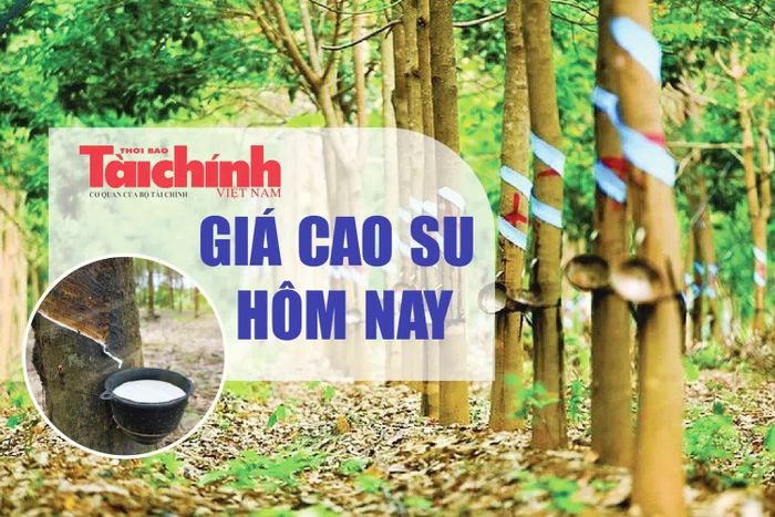 Giá cao su thế giới hôm nay tiếp tục xu hướng tăng.