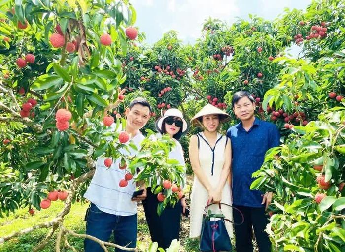 Mô hình du lịch trải nghiệm vườn vải thiều Lục Ngạn, Bắc Ninh. Nguồn: mst.gov.vn