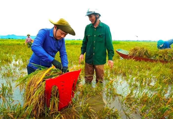 Các cơ quan, đoàn thể xã Xuân Lộc giúp người dân gặt lúa