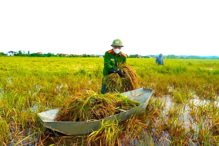 Cán bộ, chiến sĩ Công an xã Xuân Lộc xuống đồng giúp dân gặt lúa bị ngã đổ