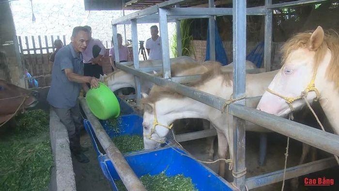 Đàn ngựa bạch mang lại giá trị kinh tế cao tại trang trại của gia đình ông Hoàng Ngọc Đức, xóm Tân Phong, xã Nam Tuấn.