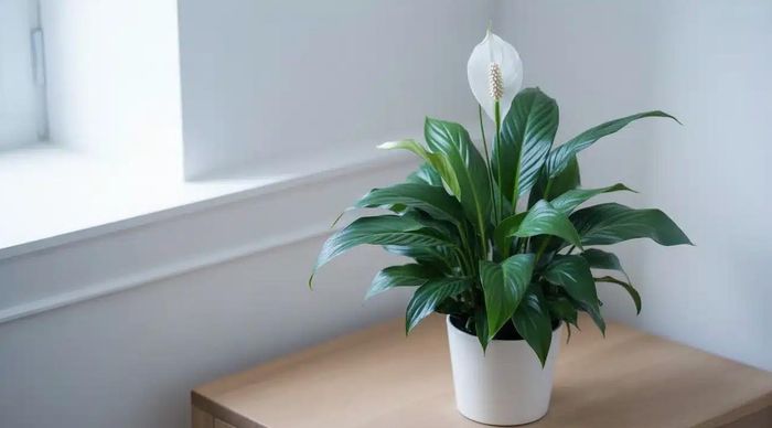 Lan ý hấp dẫn với những chiếc lá xanh bóng cùng hoa trắng thanh thoát