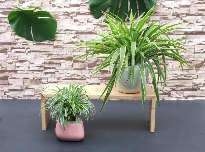 Cỏ lan chi là loại cây trong nhà dễ chăm sóc và có khả năng thích nghi tốt
