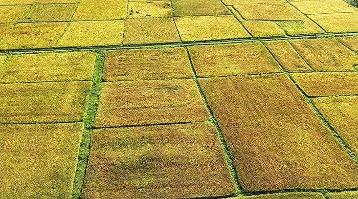Vụ hè Thu chuẩn bị bước vào mùa gặt tại Hà Tĩnh