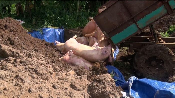Gần 3.000 con heo nhiễm Salbutamol tại 5 trại chăn nuôi ở TP Đồng Nai đã được tiêu hủy.