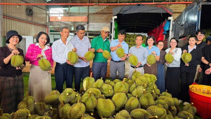 Đoàn công tác kiểm tra tình hình sinh trưởng, chất lượng và độ chín của sầu riêng tại vùng trồng Nông trường Cư Bao.