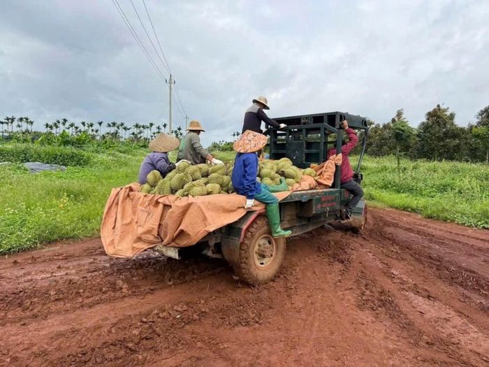 Công nhân nông trường thu hoạch, tập kết sầu riêng lên xe để vận chuyển, tiêu thụ.