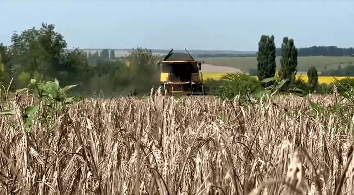 Thu hoạch lúa mì tại vùng Zhytomyr, Ukraine. Ảnh: Reuters