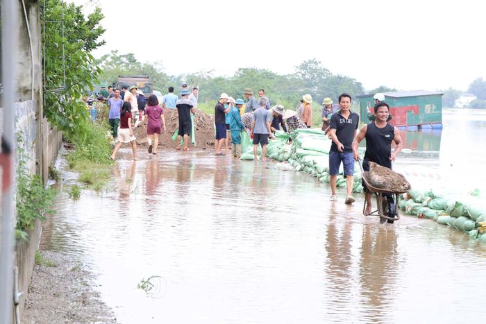 Nhiều vị trí đê Bùi 2 đã được nhân dân xã Xuân Mai tôn cao, chống lũ sông Bùi tràn vào khu dân cư, đồng ruộng. Ảnh: Hoàng Tình