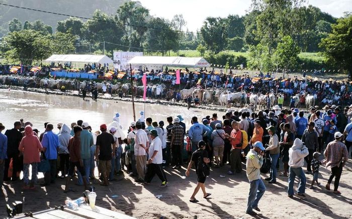Hội đua bò Chùa Rô là nét văn hóa Khmer trên vùng Bảy Núi tỉnh An Giang