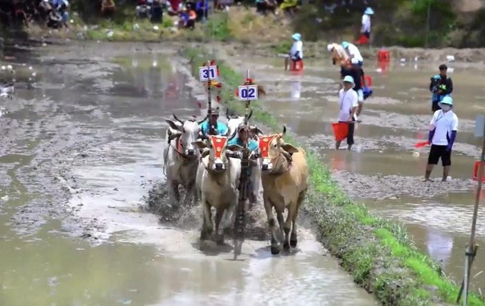 Hội đua năm nay dự kiến có sự tham gia của 32 đôi bò đến từ các địa phương trong khu vực