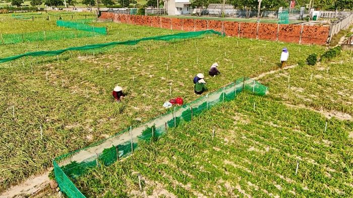 Cánh đồng tỏi ở đặc khu Lý Sơn