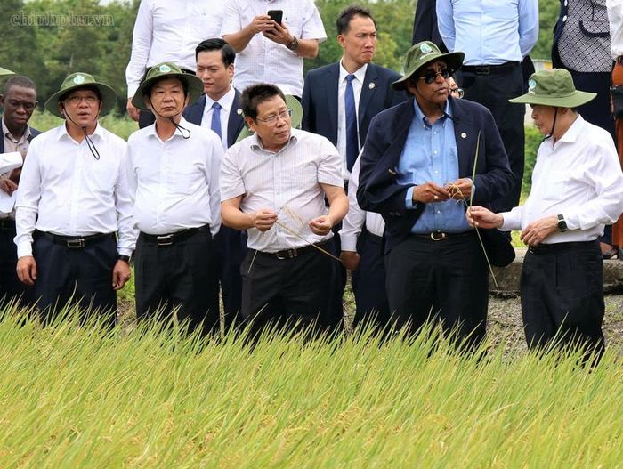 Chủ tịch Quốc hội Côte d'Ivoire Patrick Achi khảo sát điểm trình diễn giống lúa Hè - Thu 2026 tại Viện Lúa ĐBSCL. tại Cần Thơ - Ảnh: chinhphu.vn/LS