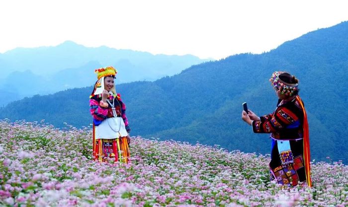 Mùa hoa tam giác mạch kéo dài từ tháng 10 đến tháng 12/2026. (Ảnh: KHÁNH TOÀN)