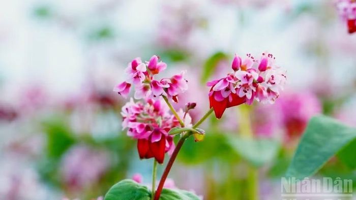Lễ hội hoa tam giác mạch lần thứ 12 sẽ diễn ra vào cuối tháng 10/2026. (Ảnh: KHÁNH TOÀN)