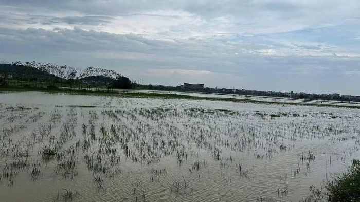 Hơn 5.400ha lúa tại Bắc Ninh ngập sâu trong nước. (Ảnh: A.T)