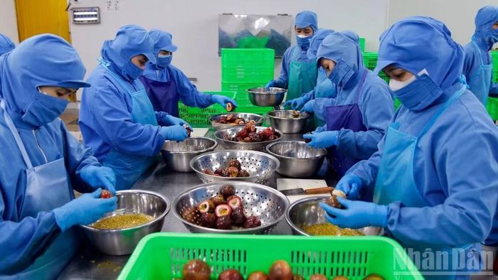 Công nhân thực hiện quy trình chế biến chanh leo tại Blue Ocean JSC. (Ảnh: MAI VĂN BẢO)