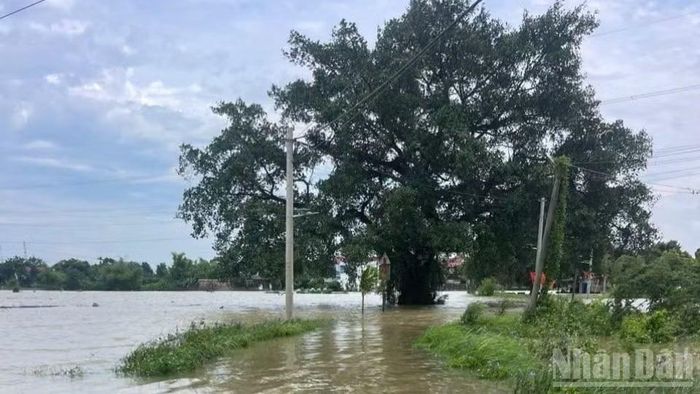 Nước sông Cầu, sông Bùi, sông Tích dâng cao gây ngập nhiều khu vực ngoại thành, nhiều khu vực xã Trung Giã (Hà Nội) rơi vào thế cô lập, các phương tiện không thể lưu thông. (Ảnh: Trung Nguyên)